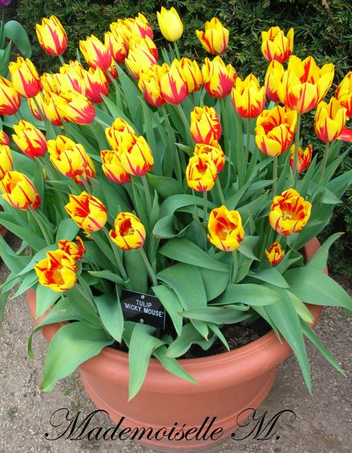 tulips